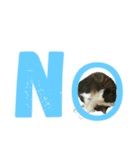 猫のちぃ（個別スタンプ：4）