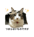 猫のちぃ（個別スタンプ：5）