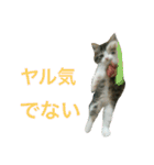 猫のちぃ（個別スタンプ：6）