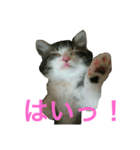 猫のちぃ（個別スタンプ：7）
