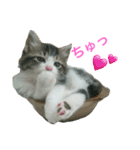 猫のちぃ（個別スタンプ：8）
