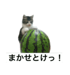 猫のちぃ（個別スタンプ：9）