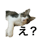 猫のちぃ（個別スタンプ：10）