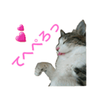 猫のちぃ（個別スタンプ：11）