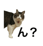 猫のちぃ（個別スタンプ：12）