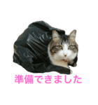 猫のちぃ（個別スタンプ：15）