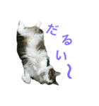 猫のちぃ（個別スタンプ：16）
