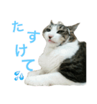 猫のちぃ（個別スタンプ：17）