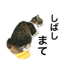 猫のちぃ（個別スタンプ：18）