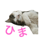 猫のちぃ（個別スタンプ：19）