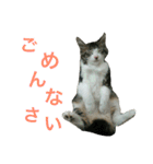 猫のちぃ（個別スタンプ：20）