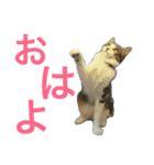 猫のちぃ（個別スタンプ：21）