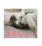 猫のちぃ（個別スタンプ：23）