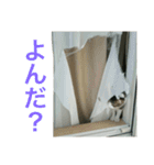 猫のちぃ（個別スタンプ：24）