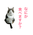 猫のちぃ（個別スタンプ：25）