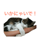 猫のちぃ（個別スタンプ：26）