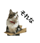 猫のちぃ（個別スタンプ：28）