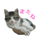 猫のちぃ（個別スタンプ：29）