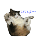 猫のちぃ（個別スタンプ：31）