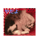 猫のちぃ（個別スタンプ：32）