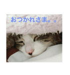 猫のちぃ（個別スタンプ：33）