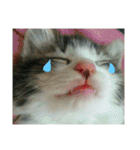 猫のちぃ（個別スタンプ：34）