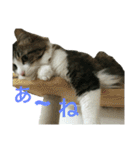 猫のちぃ（個別スタンプ：35）