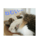 猫のちぃ（個別スタンプ：36）