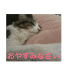猫のちぃ（個別スタンプ：37）