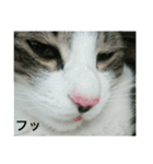 猫のちぃ（個別スタンプ：39）