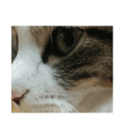 猫のちぃ（個別スタンプ：40）