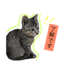 つくねちゃんアンモナイト（個別スタンプ：3）