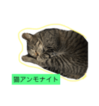 つくねちゃんアンモナイト（個別スタンプ：4）