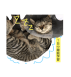 つくねちゃんアンモナイト（個別スタンプ：5）