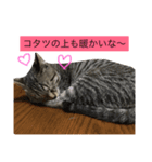つくねちゃんアンモナイト（個別スタンプ：6）