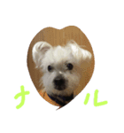chicre（個別スタンプ：4）