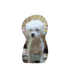 chicre（個別スタンプ：5）