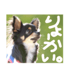 Ganmo 1（個別スタンプ：1）
