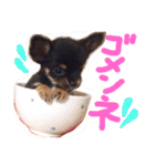Ganmo 1（個別スタンプ：3）