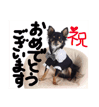 Ganmo 1（個別スタンプ：10）