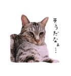 はたして、ねこは（個別スタンプ：1）