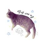 はたして、ねこは（個別スタンプ：2）