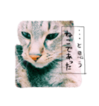 はたして、ねこは（個別スタンプ：3）