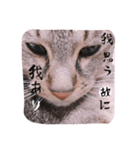 はたして、ねこは（個別スタンプ：5）