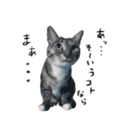 はたして、ねこは（個別スタンプ：7）