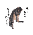 はたして、ねこは（個別スタンプ：8）