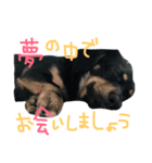 イッヌとヌコ（個別スタンプ：4）