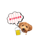 トイプーもこ♡（個別スタンプ：1）