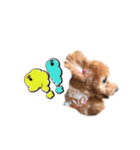 トイプーもこ♡（個別スタンプ：3）