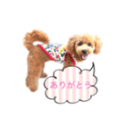 トイプーもこ♡（個別スタンプ：4）